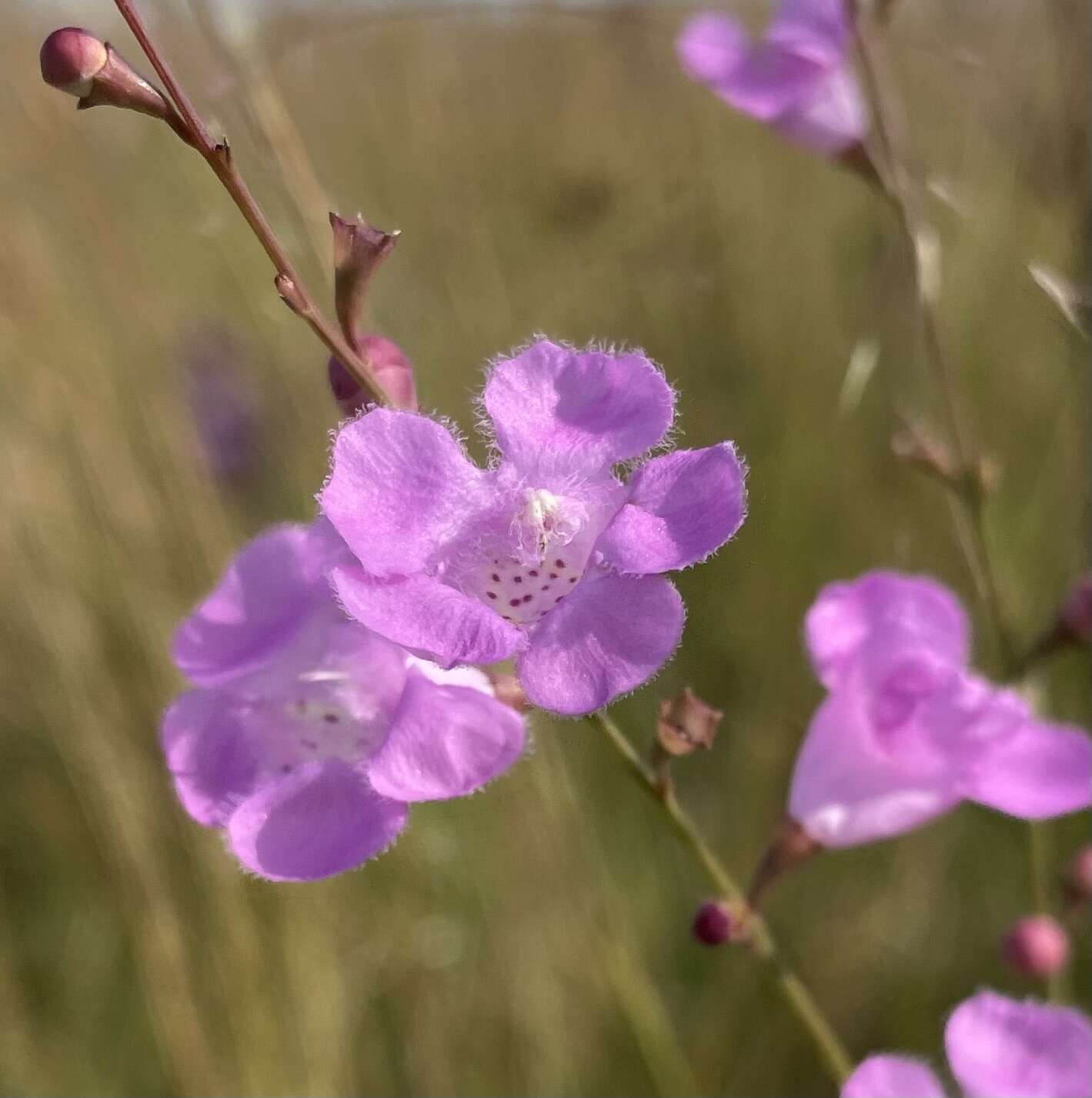 Image of Scale-Leaf False Foxglove