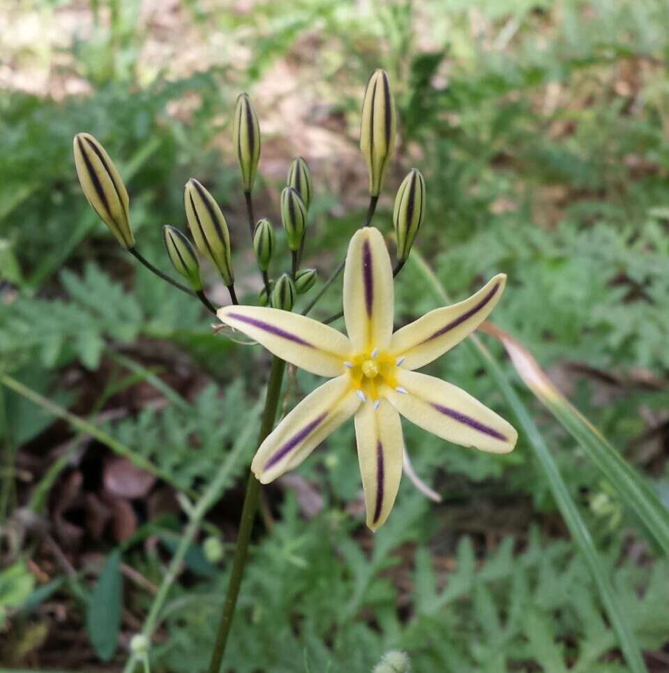 Image of Henderson's triteleia