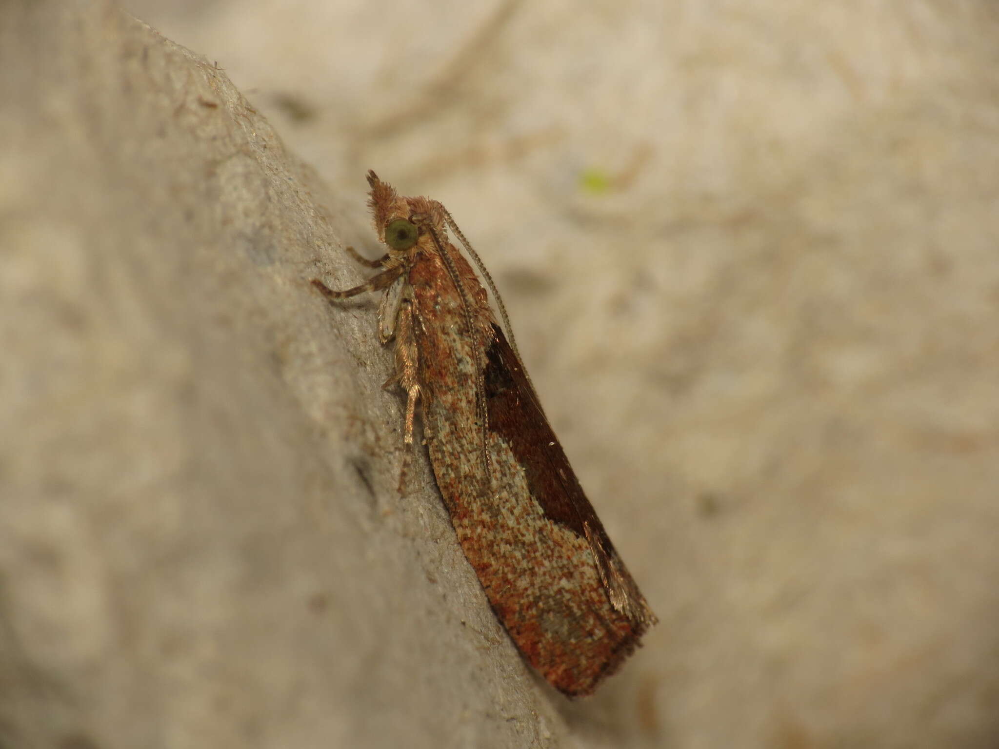 Image of Leaf roller