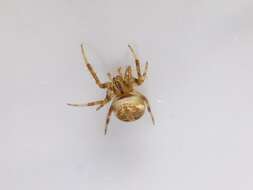 Image of Arabesque Orbweaver