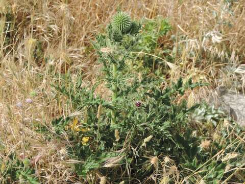 Image of Echinops sphaerocephalus subsp. sphaerocephalus