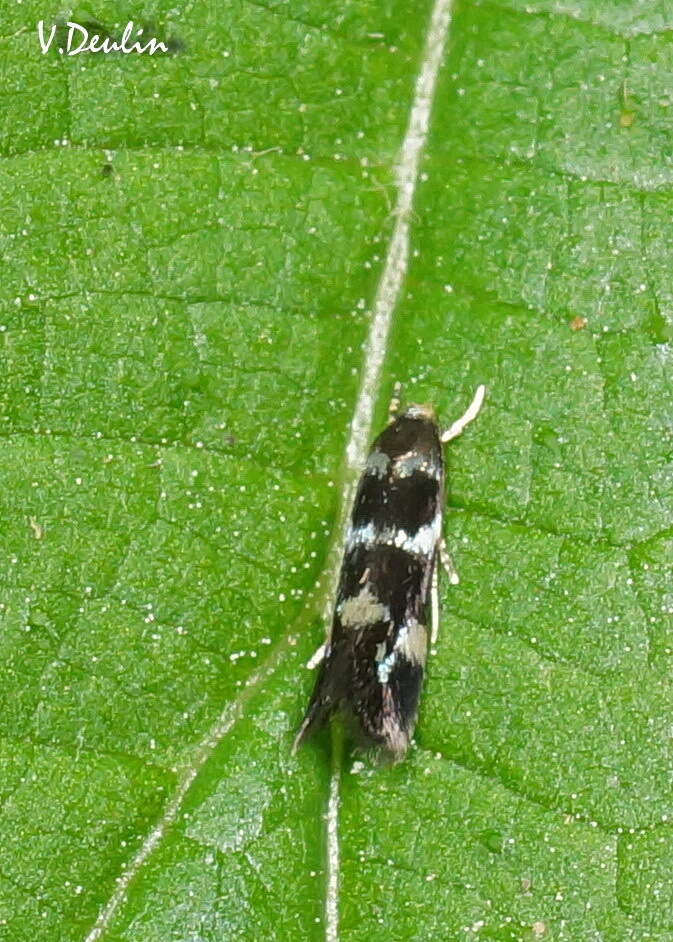 Image of Elachista apicipunctella Stainton
