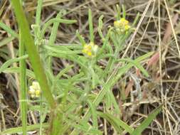 Слика од Pseudognaphalium gaudichaudianum (DC.) A. A. Anderberg