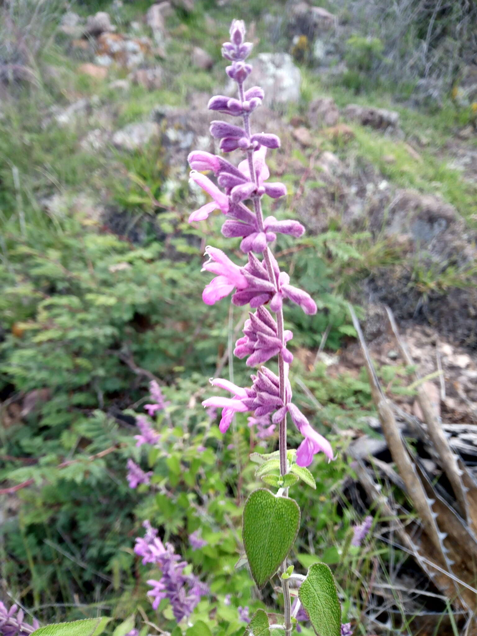 Sivun Salvia ramosa Brandegee kuva