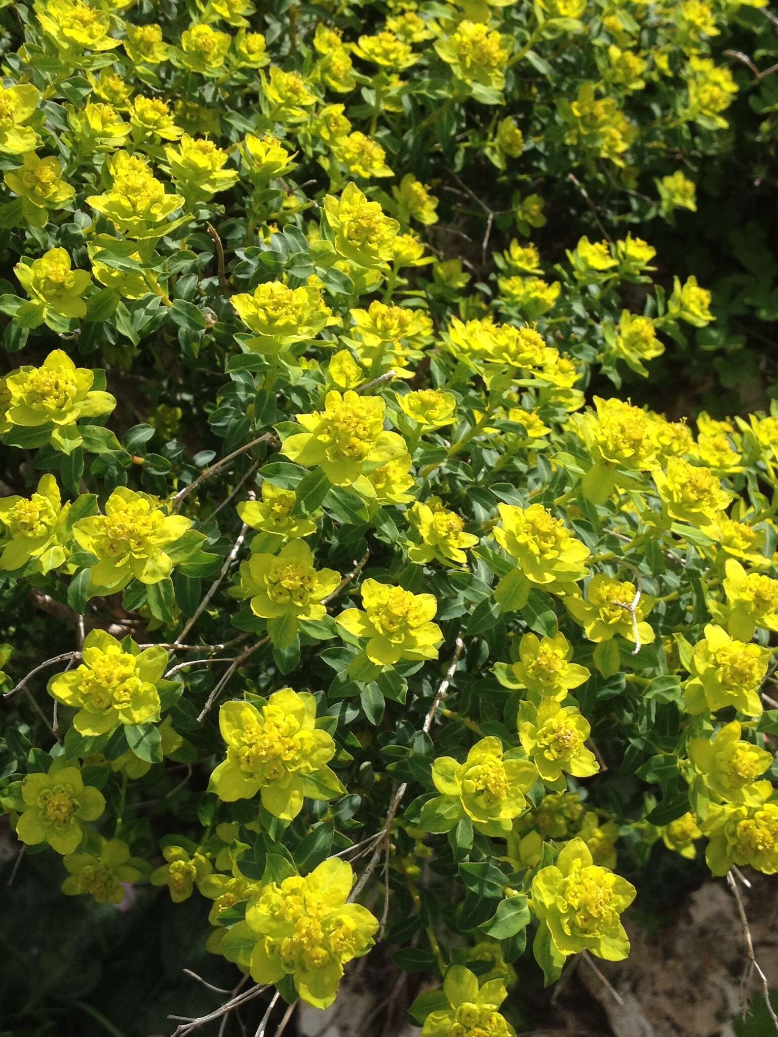 Image of Euphorbia hierosolymitana Boiss.