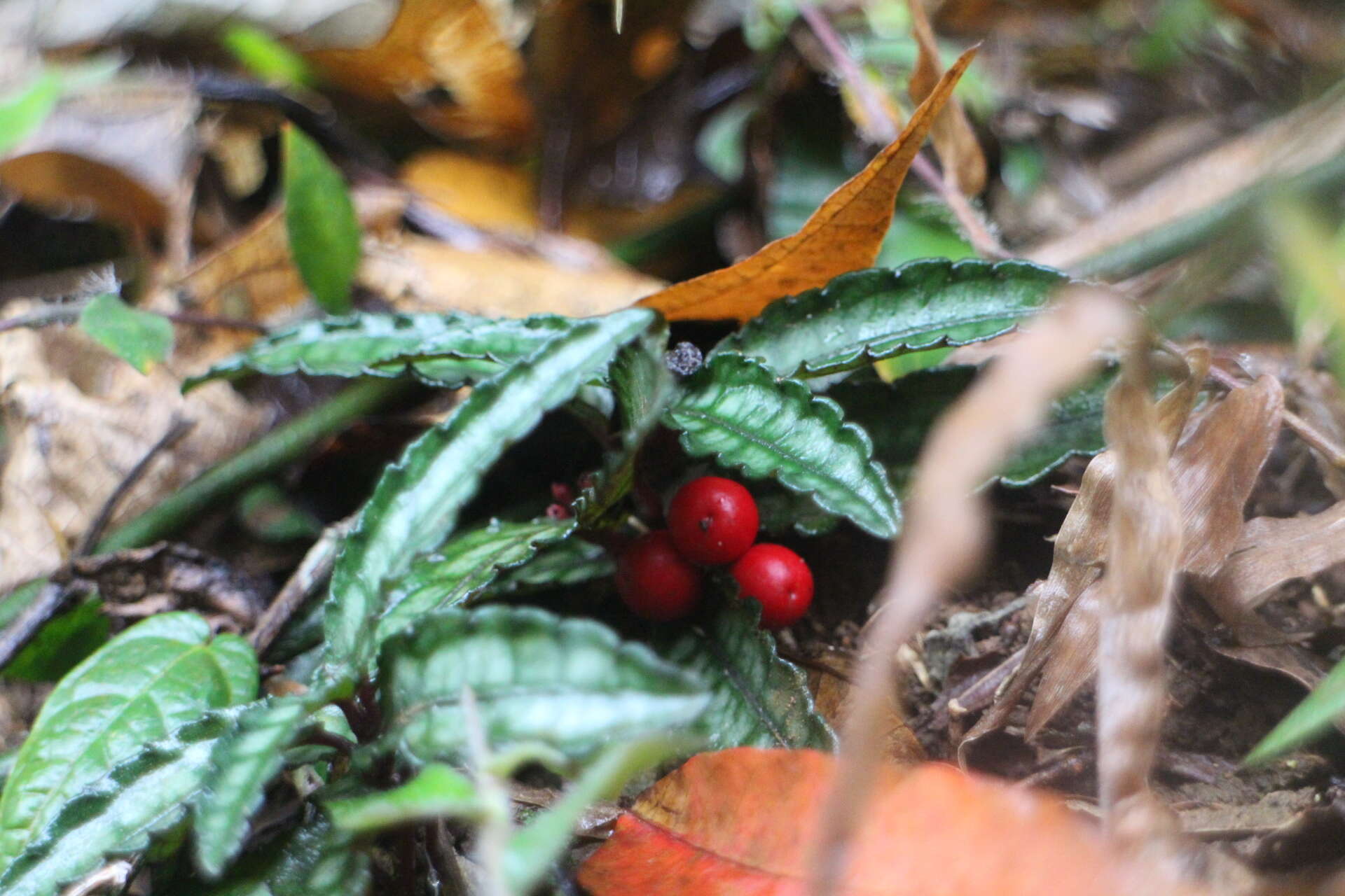 Image of Ardisia violacea (T. Suzuki) W. Z. Fang & K. Yao