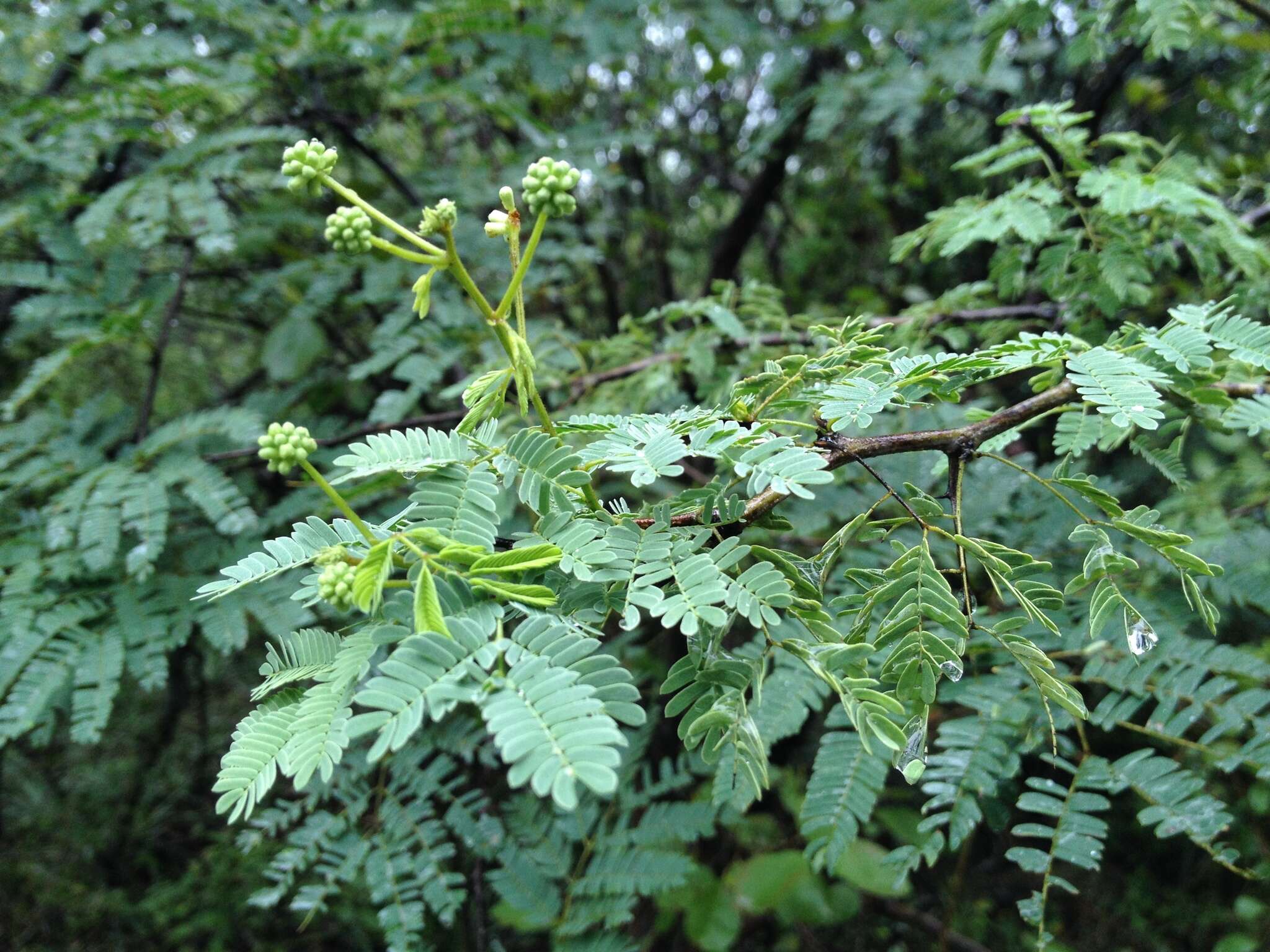 Image of Senegalia gilliesii (Steud.) Seigler & Ebinger