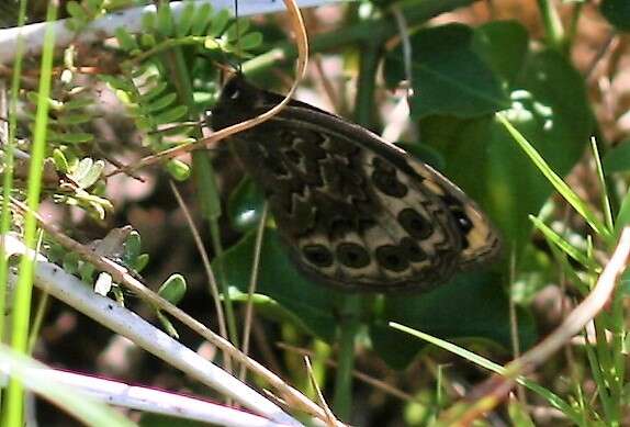 Imagem de Dira clytus eurina Quickelberge 1978