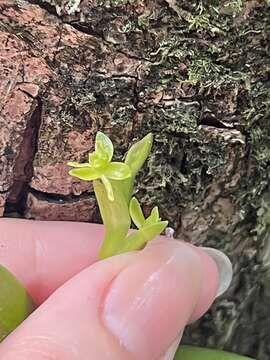 Image de Epidendrum rigidum Jacq.