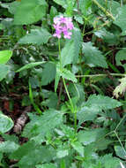 Imagem de Glandularia maritima (Small) Small