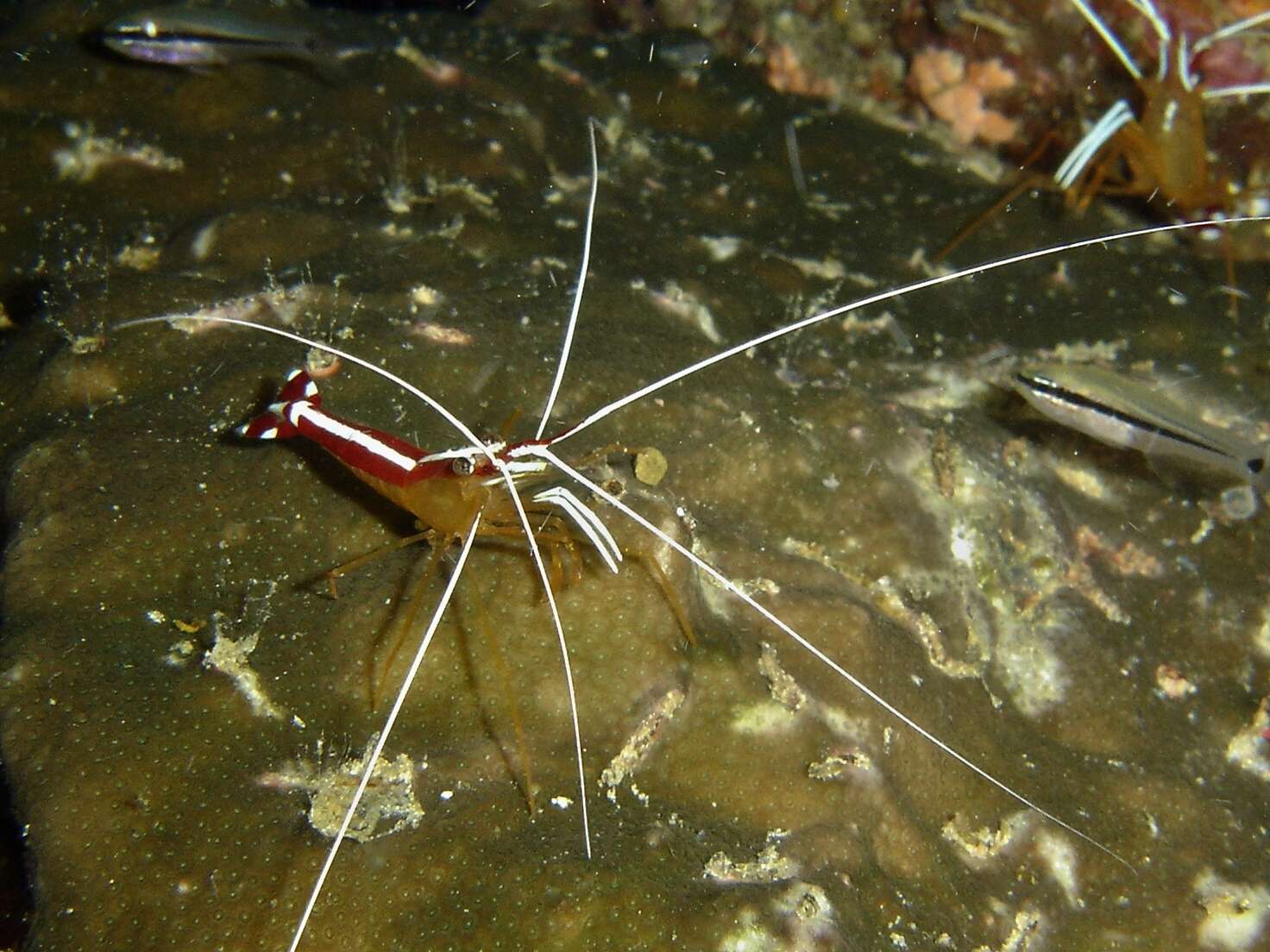 Image of Scarlet cleaner shrimp