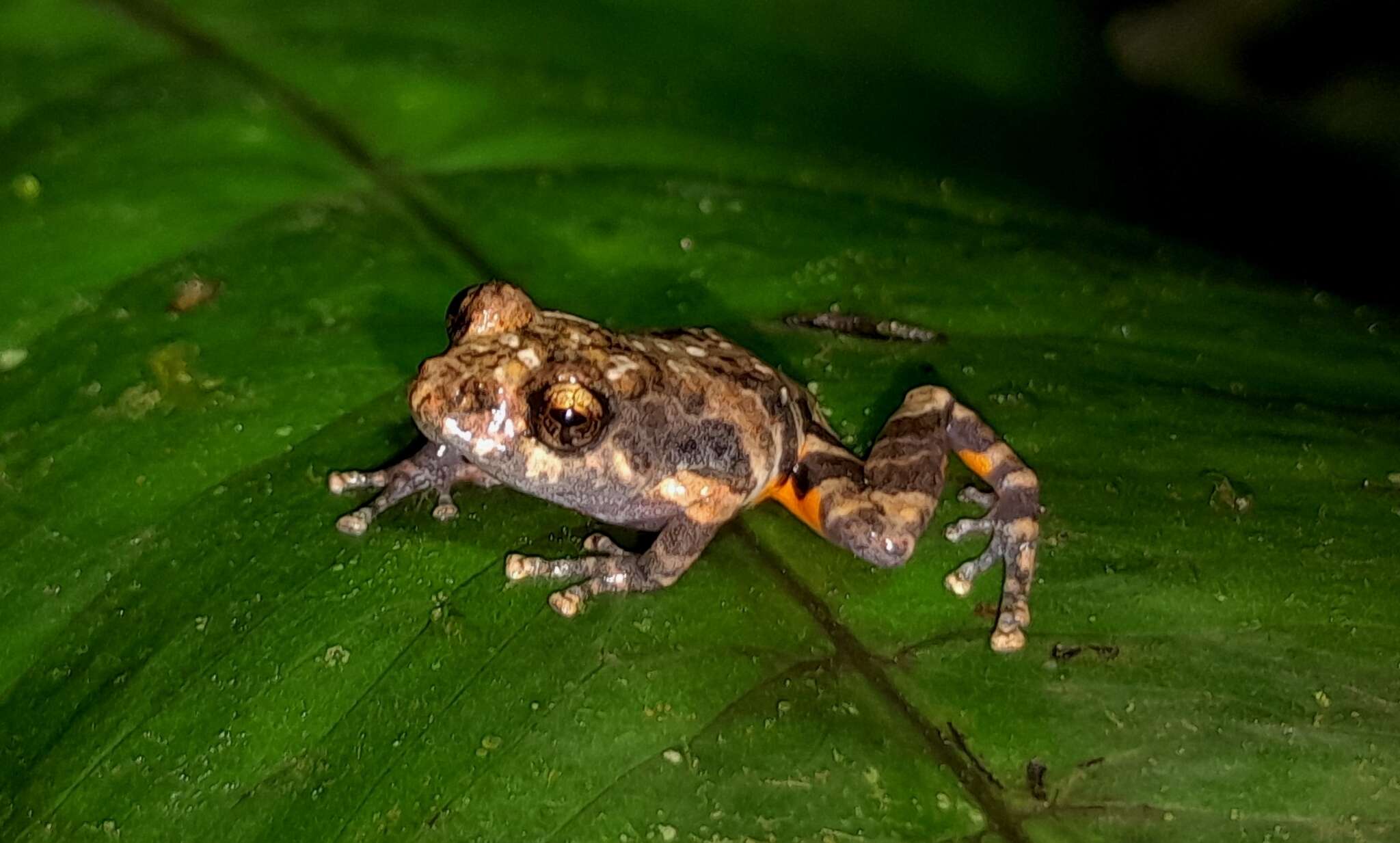 Image of Pristimantis ventrimarmoratus (Boulenger 1912)