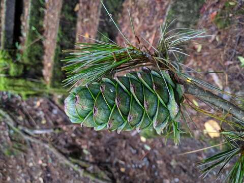 Sivun Pinus armandii var. mastersiana (Hayata) Hayata kuva