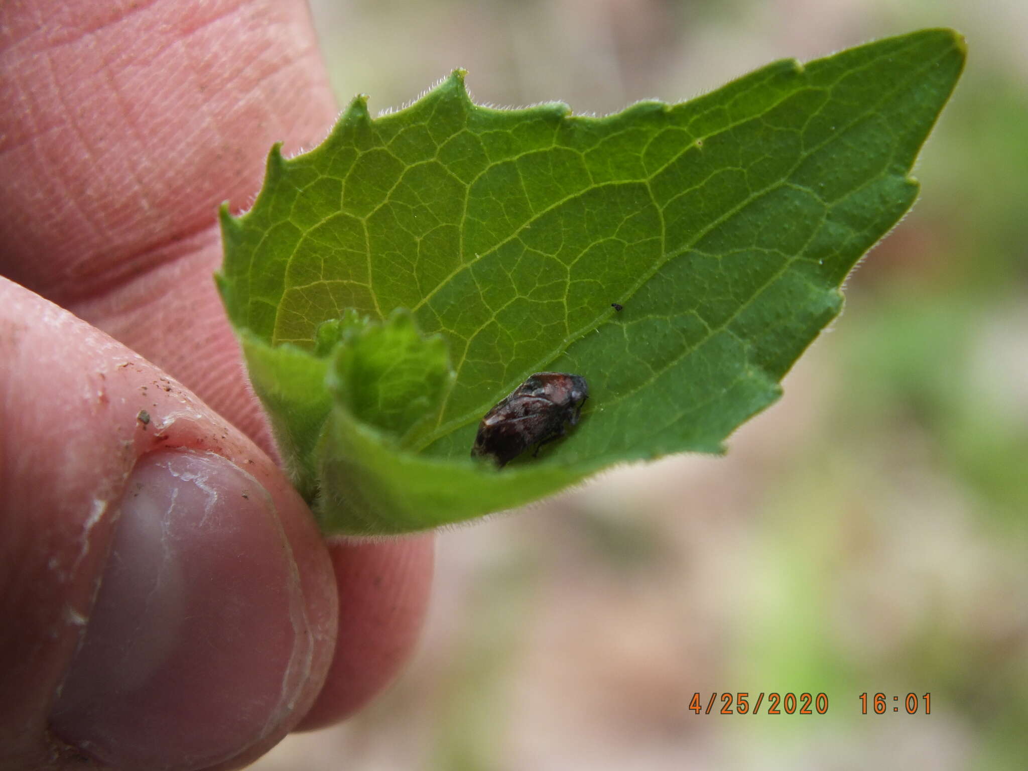 Image of Penthimia americana Fitch 1851