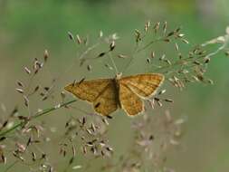 صورة Idaea serpentata Hüfnagel 1767