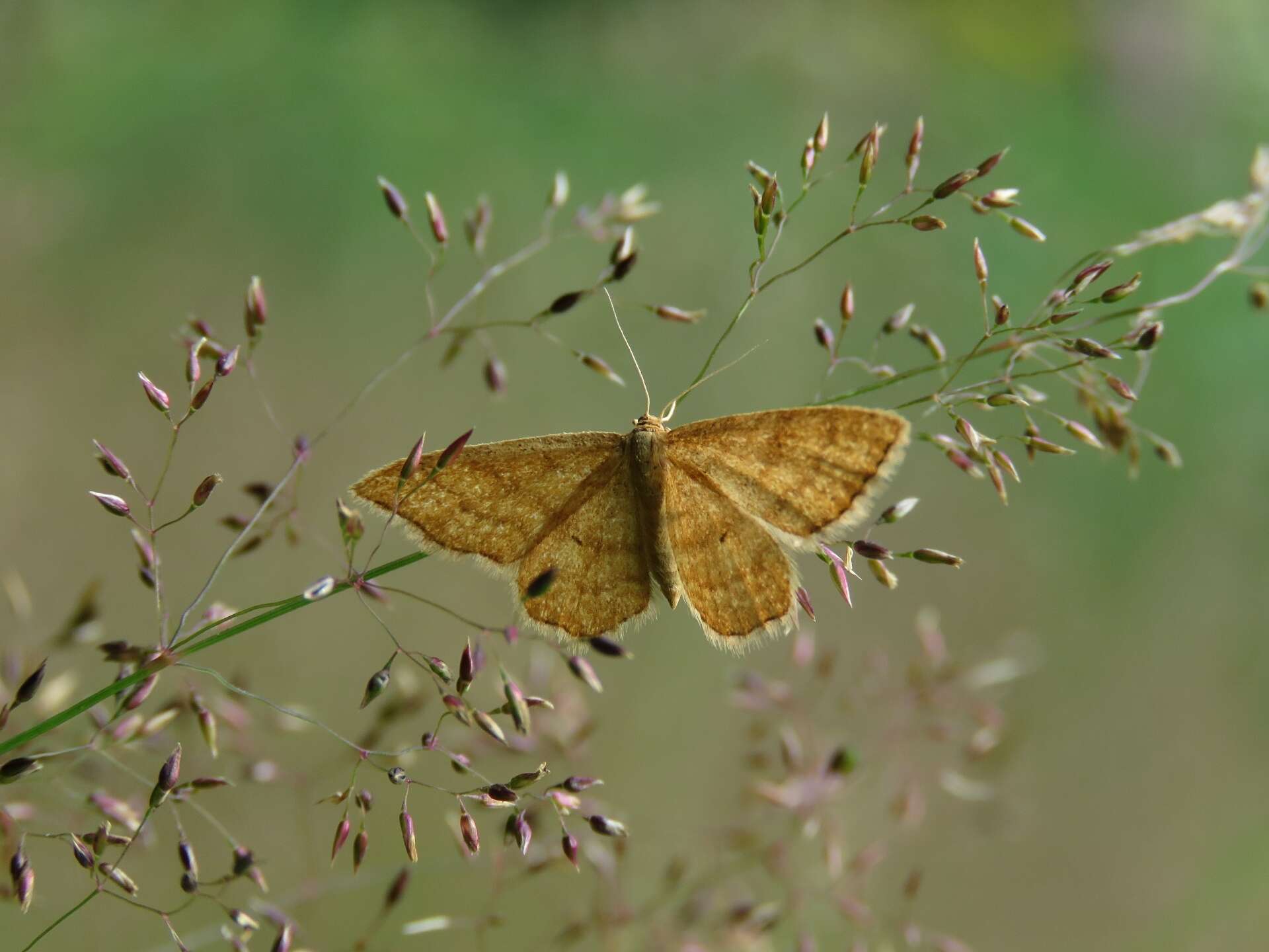 صورة Idaea serpentata Hüfnagel 1767