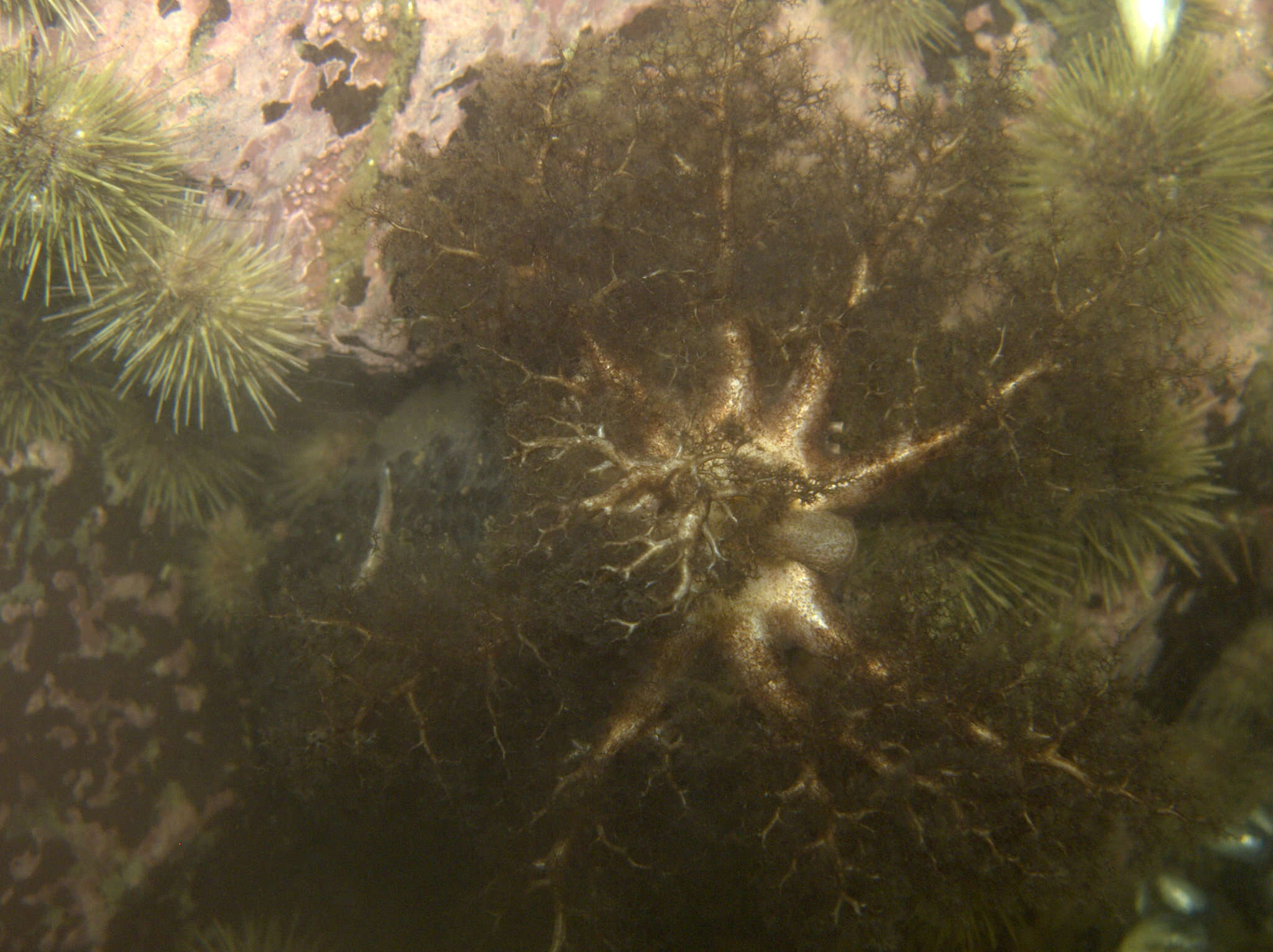 Image of Orange-footed sea cucumber