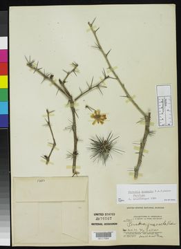 Image of <i>Pereskia guamacho</i> F. A. C. Weber