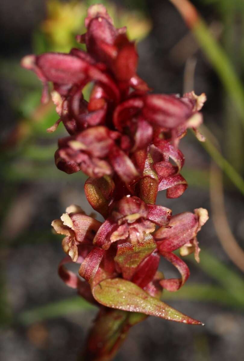 Image of Satyrium lupulinum Lindl.