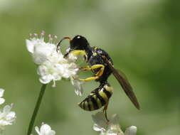 Image of Lestica clypeata (Schreber 1759)