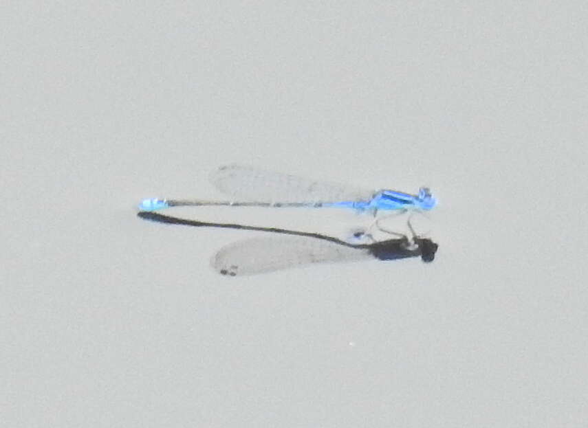 Image of Black-tailed Bluet