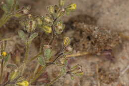 Image of Inyo Yellow Scorpion-Weed