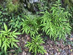 Image of Amorphophallus kiusianus (Makino) Makino