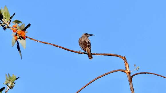 Image of Little Friarbird