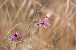 Image of elegant clarkia