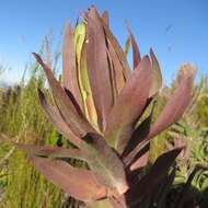 Plancia ëd Protea coronata Lam.