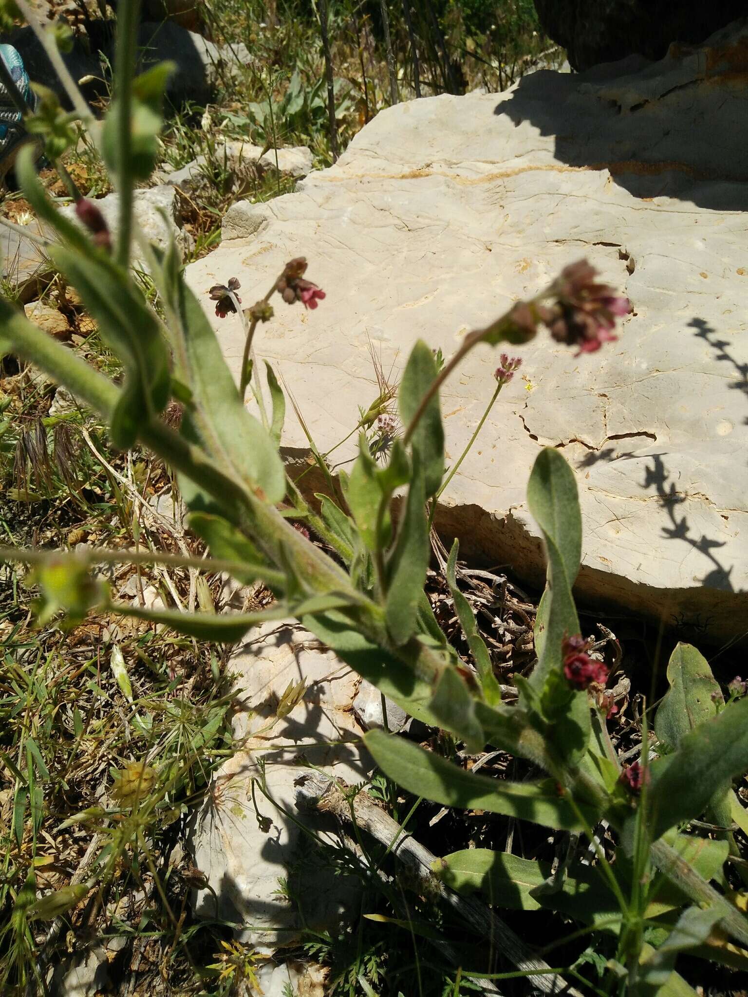 Cynoglossum montanum L. resmi