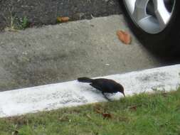 Image of Greater Antillean Grackle