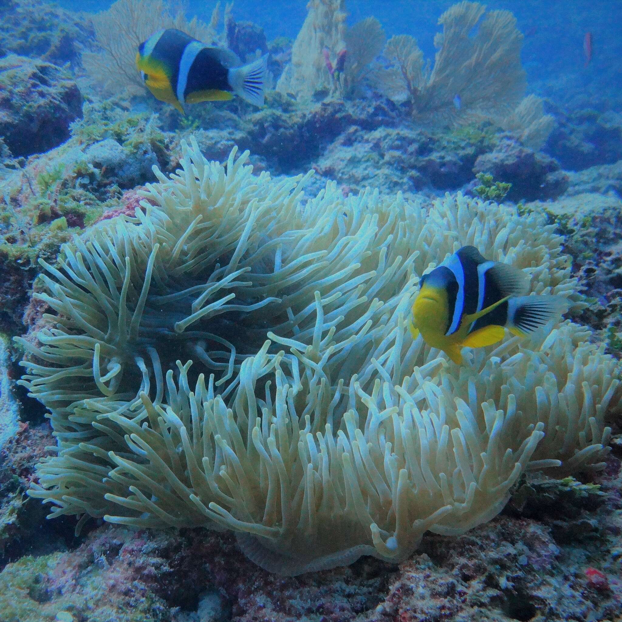 Image of Seychelles anemonefish