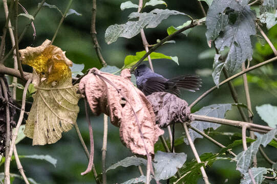 Sivun Elminia albiventris (Sjöstedt 1893) kuva