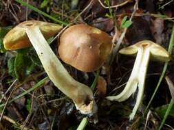 Image of Gas agaric