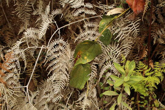 Image of Smilax tomentosa Kunth