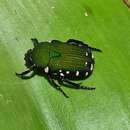 Image of Glycyphana (Macroglycyphana) malayensis (Guérin-Méneville 1840)