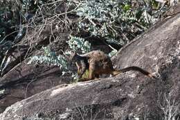 Image of Brush-tailed Rock Wallaby