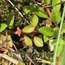 Ludwigia lacustris Eames resmi