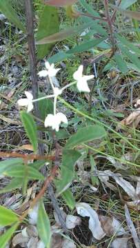 Image of Xanthosia atkinsoniana F. Müll.