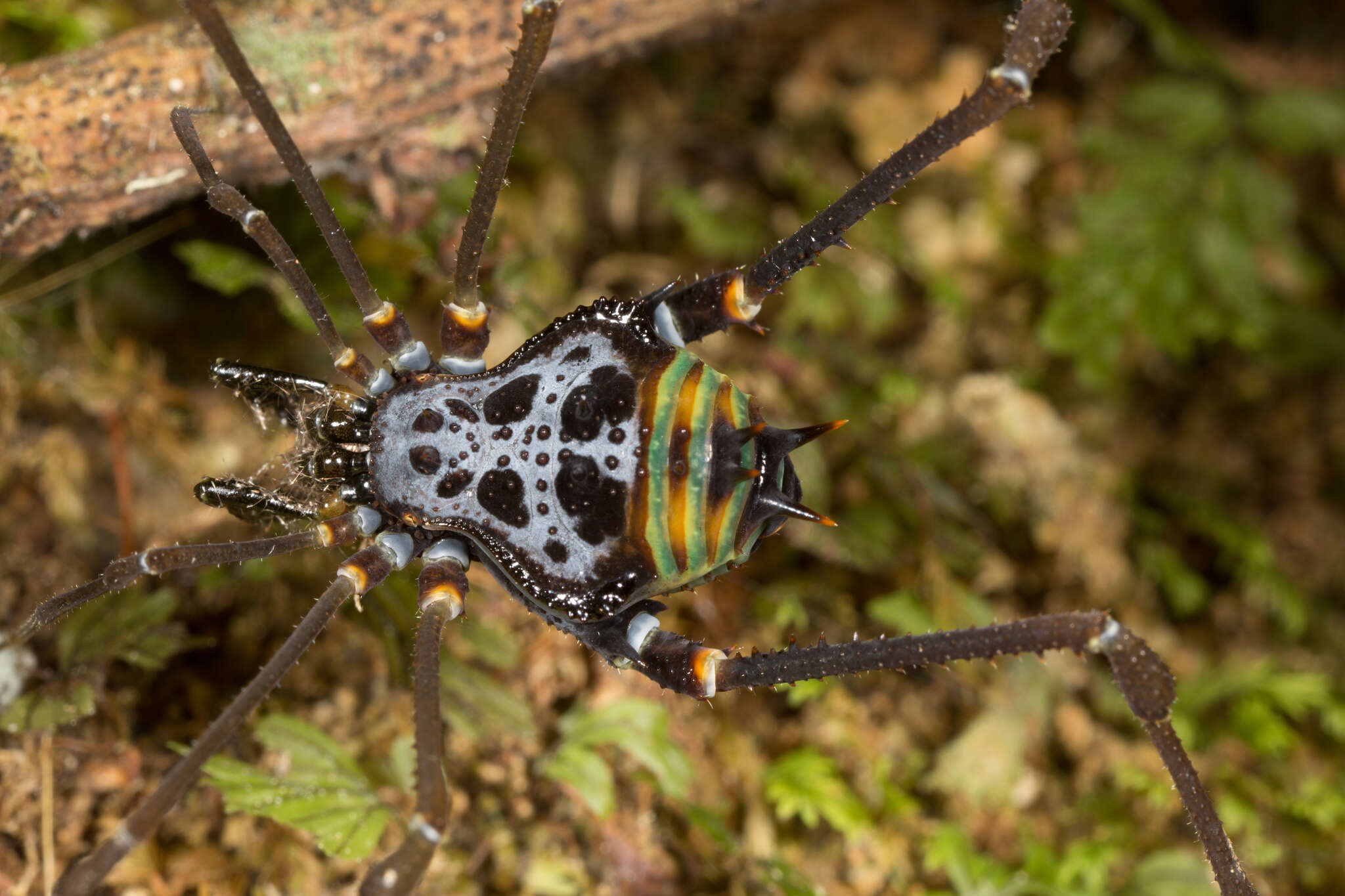 Image of Sadocus dilatatus Roewer 1913