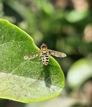 Toxomerus calceolatus (Macquart 1842) resmi