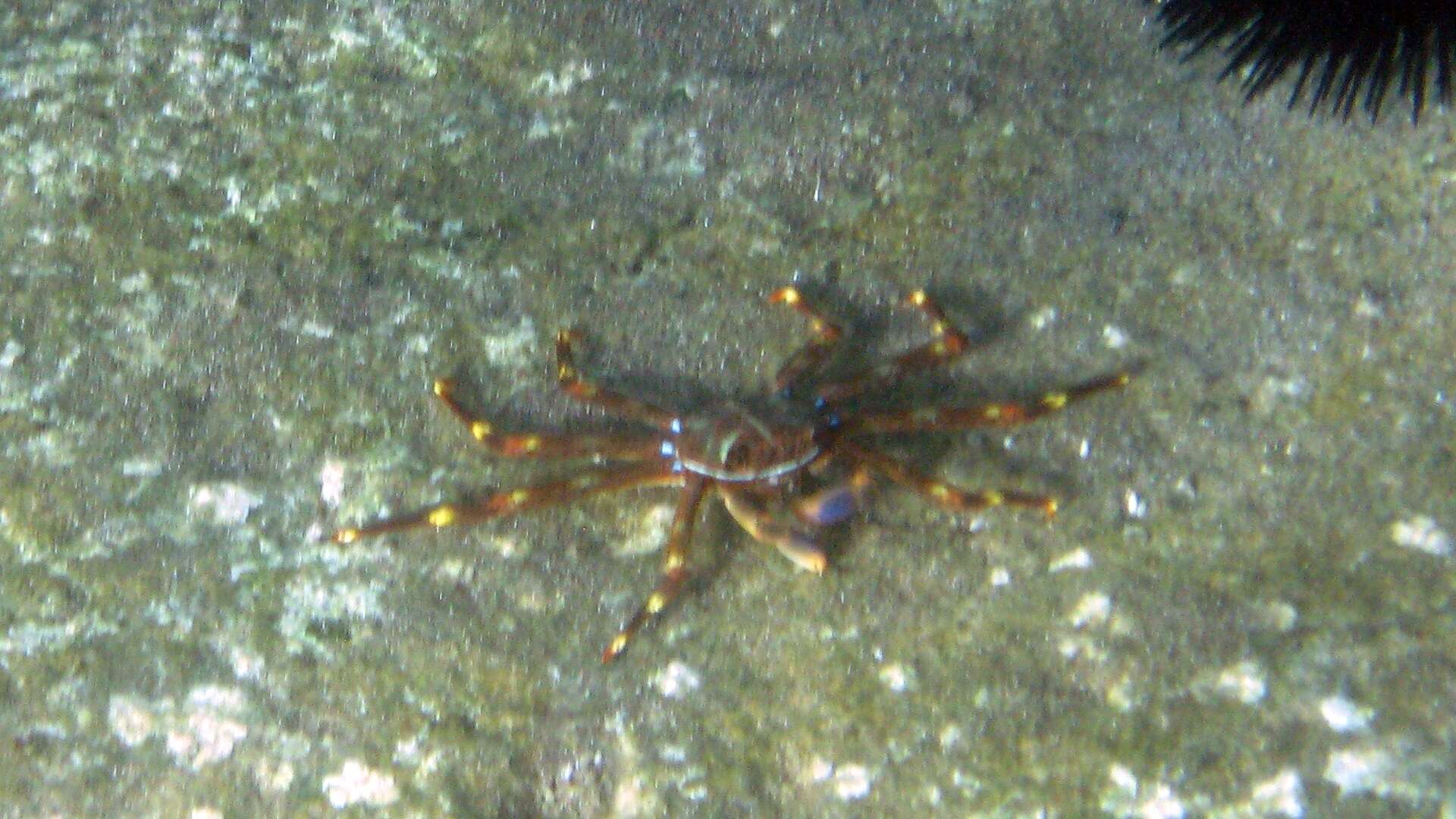 Image of Percnidae Števčić 2005