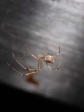 Image of Chrysso lingchuanensis Zhu & Zhang 1992