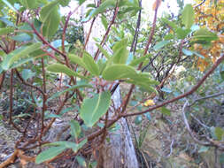 Arbutus xalapensis Kunth resmi