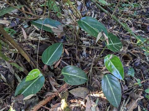 صورة Peperomia maculosa (L.) Hook.