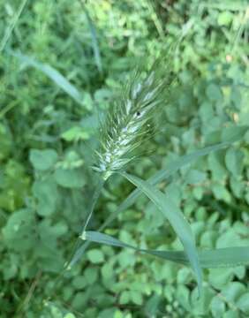 Imagem de Elymus macgregorii R. E. Brooks & J. J. N. Campb.