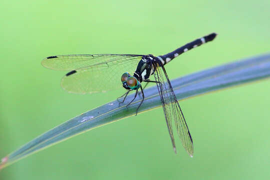 Слика од Tetrathemis leptoptera (Selys 1869)