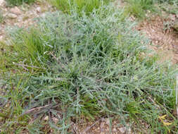 Image of shaggyfruit pepperweed