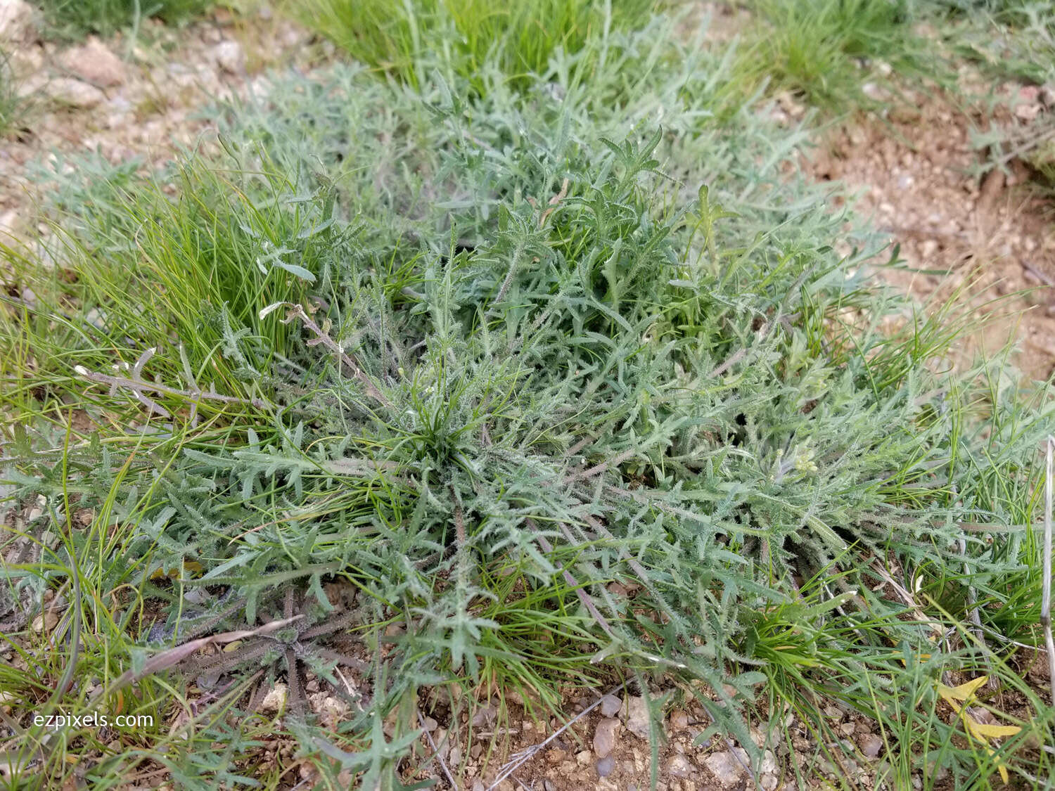 Image of shaggyfruit pepperweed